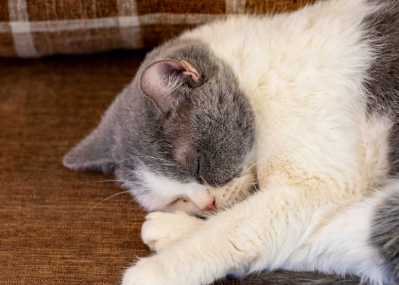 猫的生存温度范围