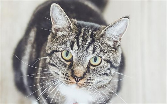 猫丢了会越跑越远吗
