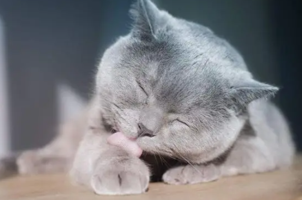 猫咪的15条“冷知识”,你是否都知道 猫咪的15条“冷知识”,你是否都知道