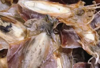 墨鱼骨头有什么作用与功效怎么用