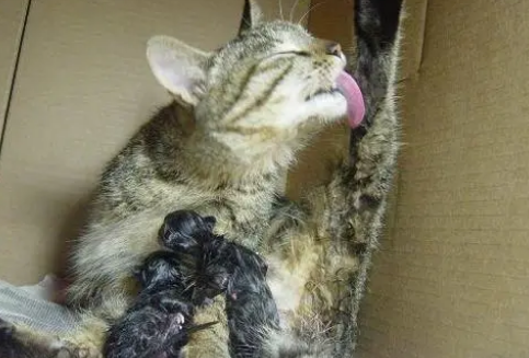 怀孕母猫生产前兆 怀孕母猫生产前兆