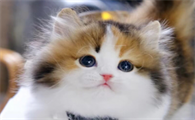 猫传腹最明显的症状