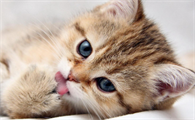猫掉毛 秃了一块 没癣