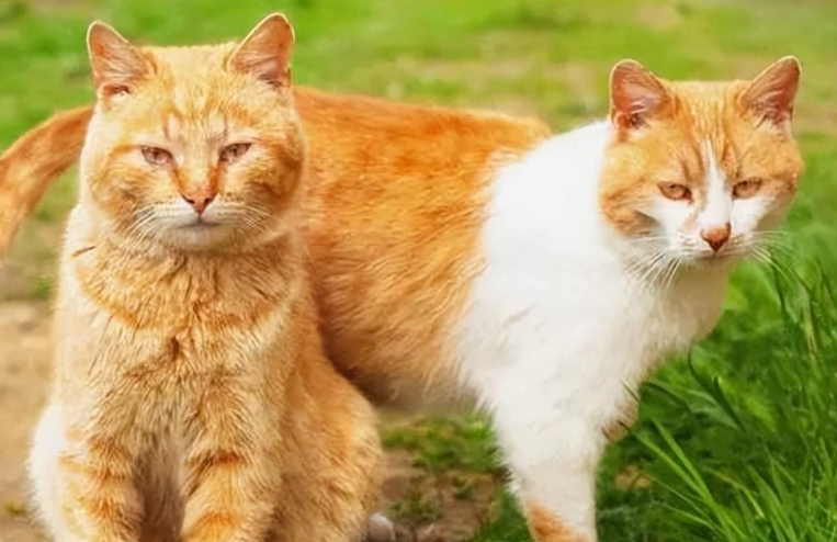 猫的发情期一般是多少天啊