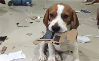 为什么说不建议养比格犬，真没几个人受得了！