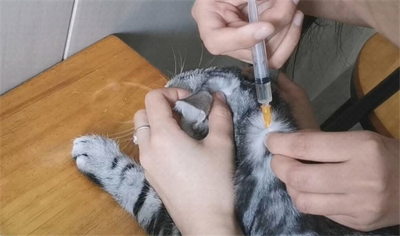 等猫死了再打针来得及吗