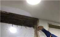 白蚁防治单位的资质