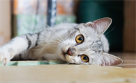 给猫打狂犬疫苗多少钱