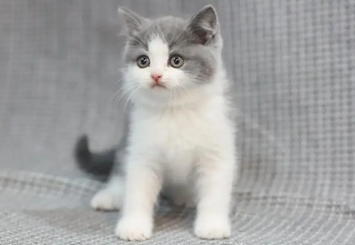 虾仁怎么给猫咪做吃的