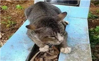 猫从棺材底下过会发生什么