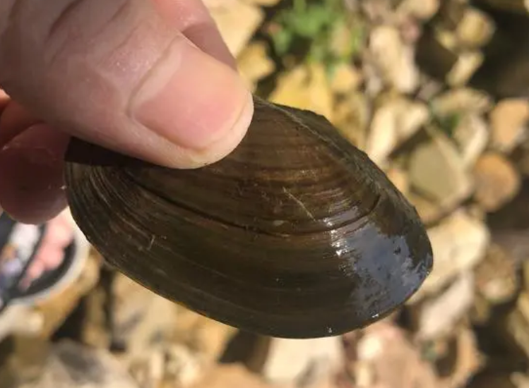 河蚌怎么生宝宝 河蚌怎么生宝宝