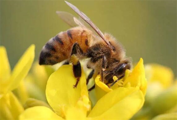 蜜蜂巢有什么用 蜜蜂巢有什么用