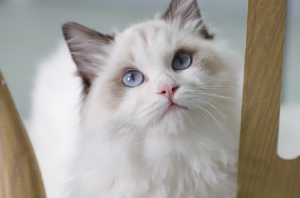 给小猫打疫苗多少钱一针 给小猫打疫苗多少钱一针