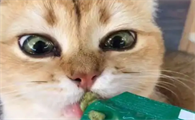 猫吃了一点芥末会死吗