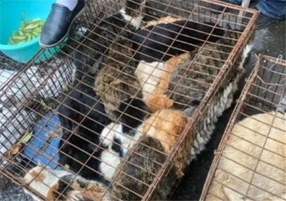 固安宠物猫交易市场 固安宠物猫交易市场