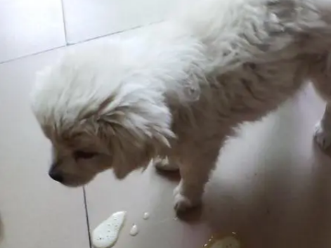 狗狗吃多了呕吐拉稀怎么办
