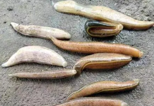 蚂蝗可以食用吗