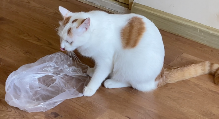 猫吃了塑料异物怎么办