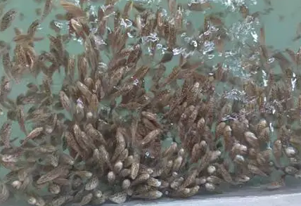 中草药能治石斑鱼苗黑身