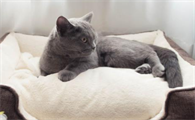 刚买的猫窝猫不进去怎么办