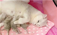 刚出生的猫一直吃奶不停
