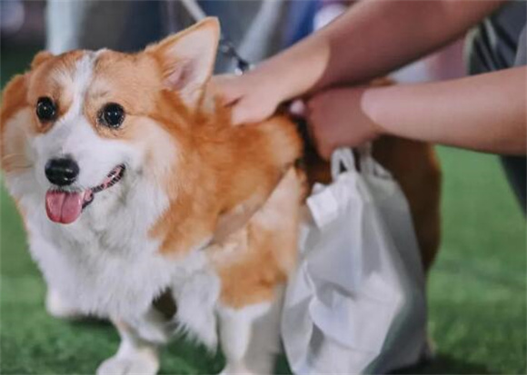圣宠携手雷米高,江西协会成立,福州养犬登记服务全面铺开 圣宠携手雷米高,江西协会成立,福州养犬登记服务全面铺开