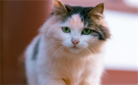 刚出生的小猫多长时间吃奶