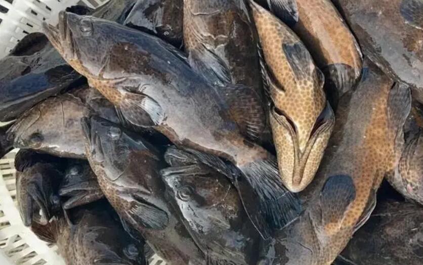 100斤石斑鱼多少钱