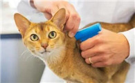 猫打狂犬疫苗的利弊