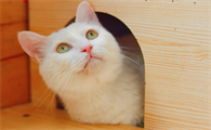 猫的嘴巴怎么形容