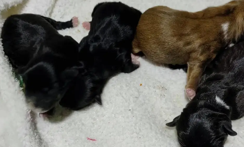 10天狗崽多久不奶会饿死