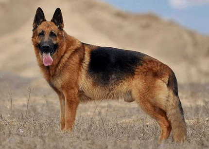 牧羊犬3个月能吃米饭吗 牧羊犬3个月能吃米饭吗