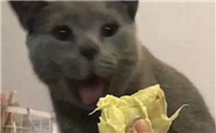 猫吃榴莲会怎么样