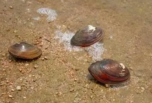 河蚌的嘌呤高吗