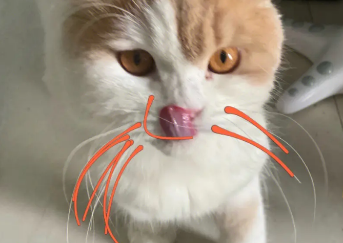 猫的胡子剪了会怎样
