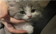 打小猫哪里最长记性