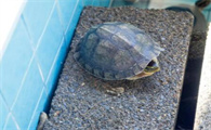 买回来的乌龟不吃东西怎么办