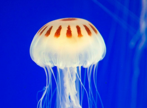水母:主打的就是一个梦幻 水母:主打的就是一个梦幻