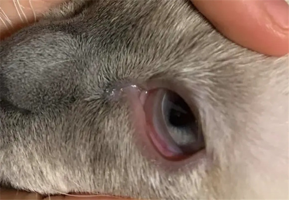 猫的眼珠子突然变红好恐怖