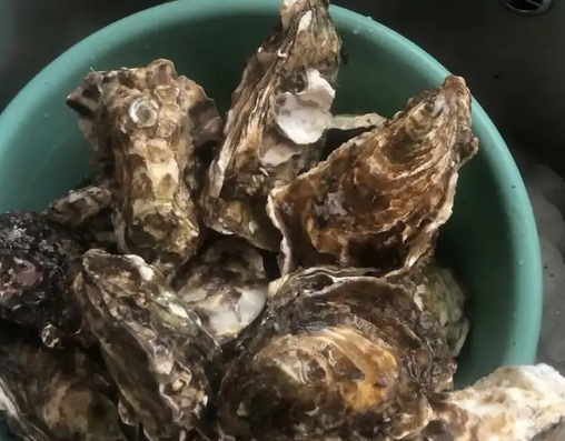 生蚝是蚌壳吗
