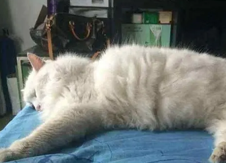 如何判断猫是否老了?看看有没有六个标志-是宠网