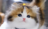 刚出生的小猫身上有跳蚤怎么办