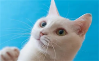 猫的胡须能起到什么作用
