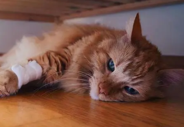 得狂犬病的猫的症状 得狂犬病的猫的症状