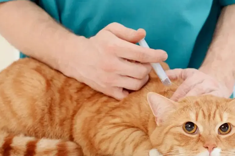 猫打预防针要多少钱