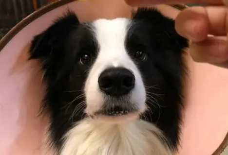 边牧可以吃什么水果和蔬菜 边牧可以吃什么水果和蔬菜