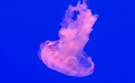 水母吃水母吗