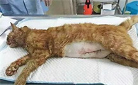 肚子里有死胎母猫一定会死吗