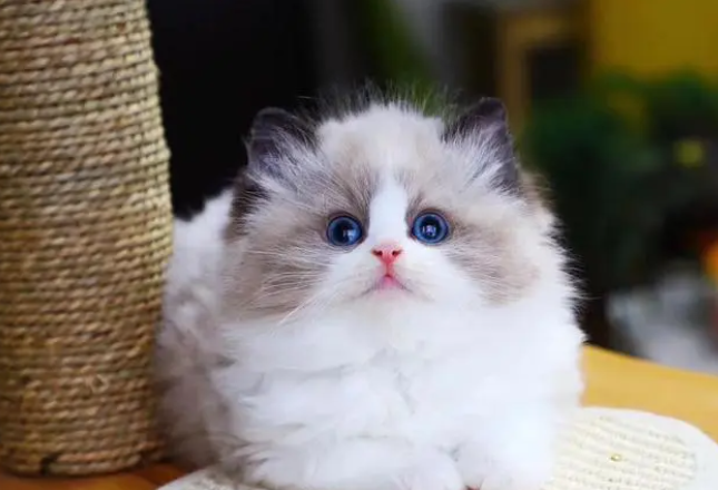有钱都不建议养的6种猫，快看看！不要当“大怨种”