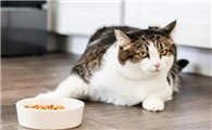 猫产前到底吃不吃东西